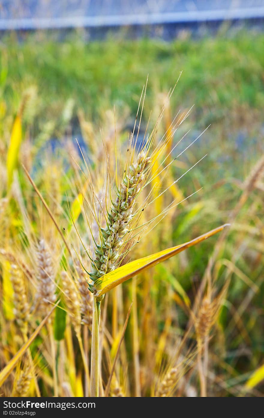 Corn field with spica in detail