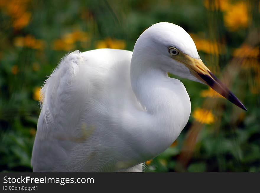 Crane in the grass