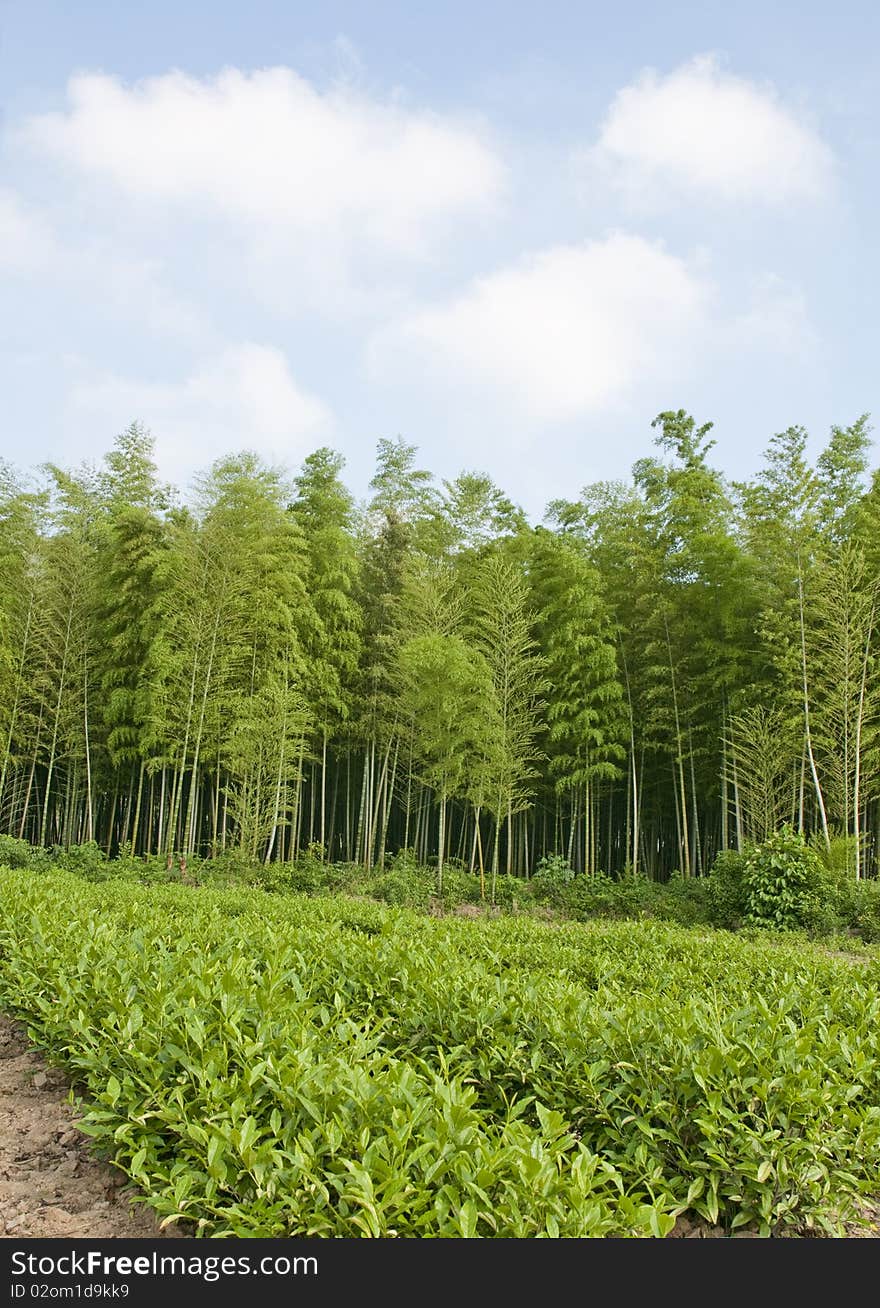 Bamboo Forest