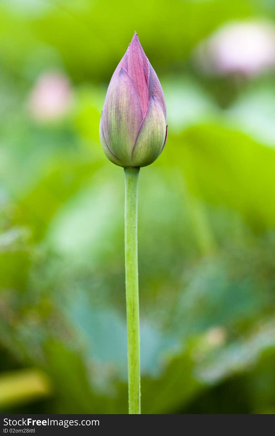 The beautiful lotus in the garden