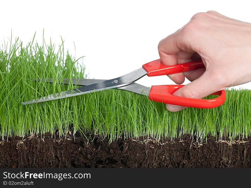 Working with a scissor in the garden. Isolated on a white background. Working with a scissor in the garden. Isolated on a white background