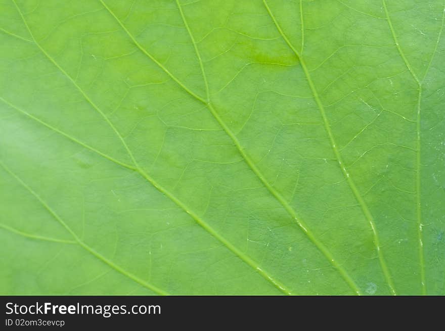 Lotus Leaf