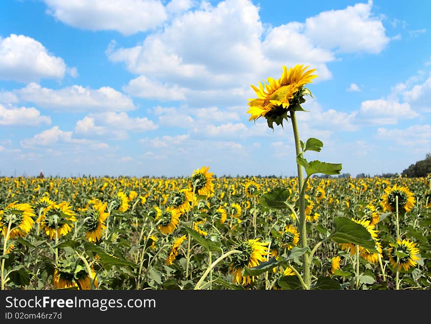 Sunflower Field