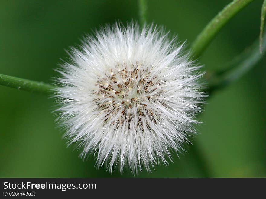 Macro of a seed head on green background. Macro of a seed head on green background