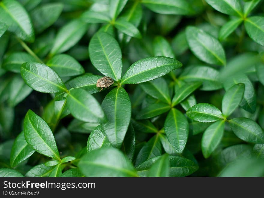 Background Of Green Leaves