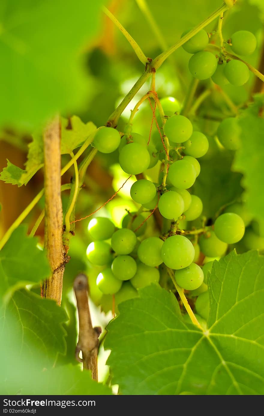 Bunch of grapes with green leaves