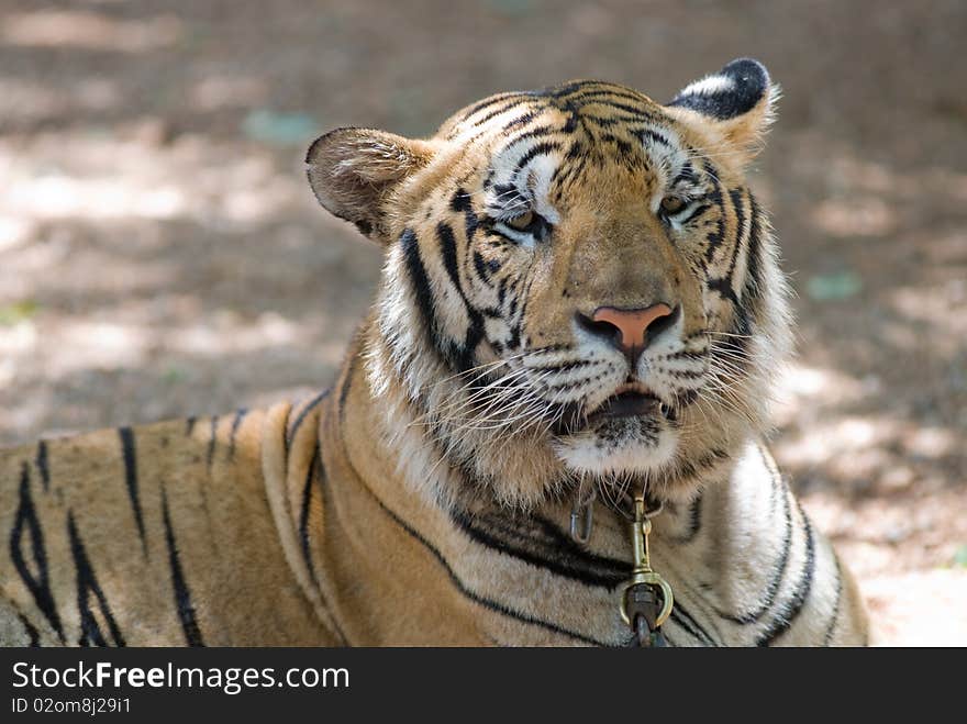 Tiger at tiger temple,Kanchanaburi,Thailand