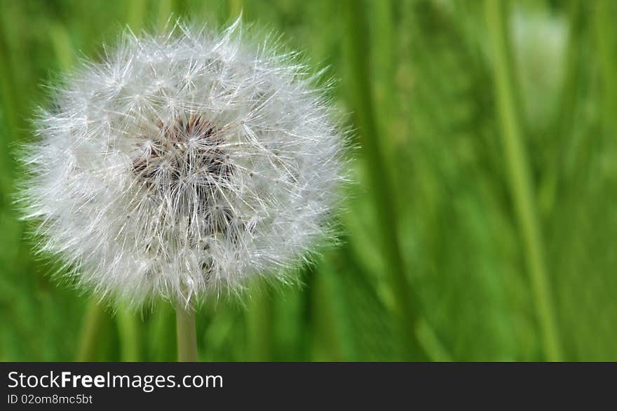 White fluffy head of dandelion on defocused green background