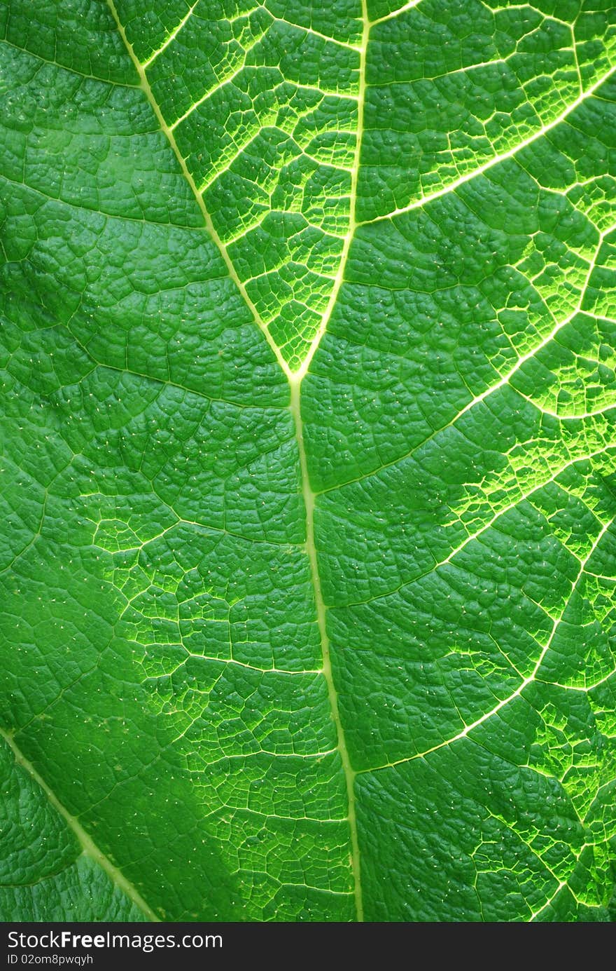 Gunnera Manicata leaf up close, showing the texture with the sunlight streaming through