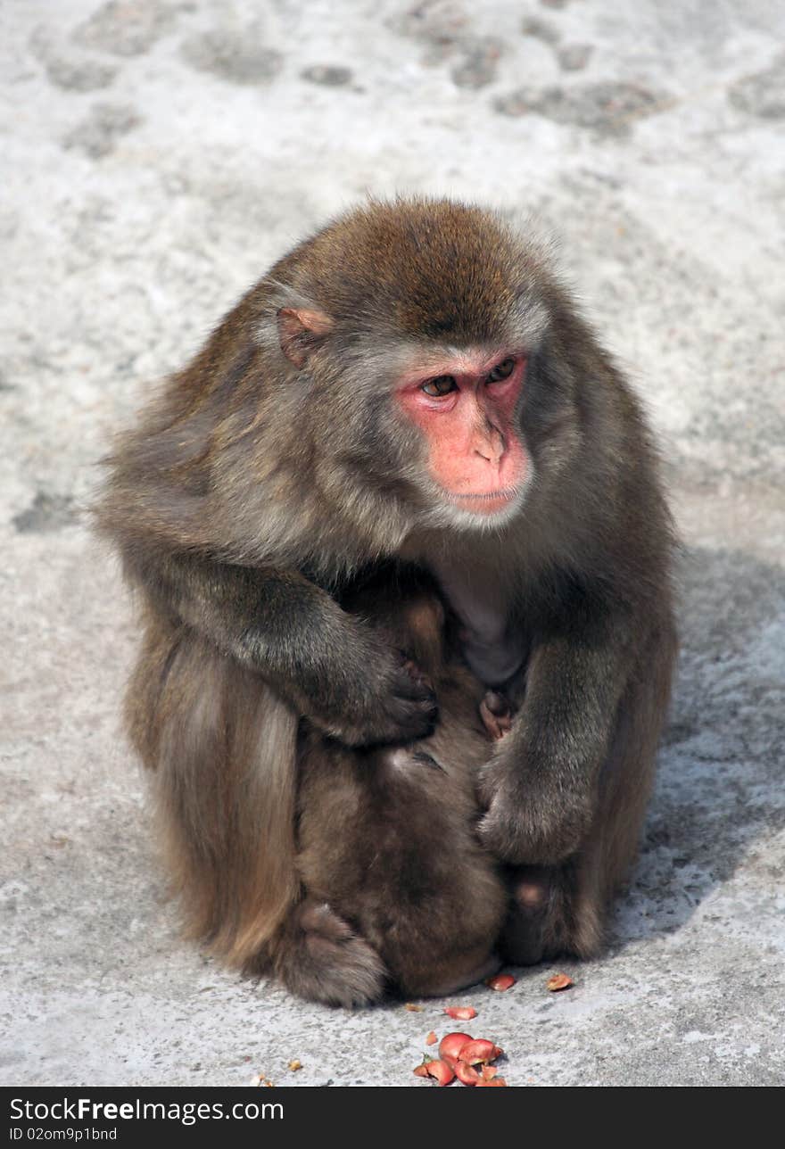 Female Macaque With Baby