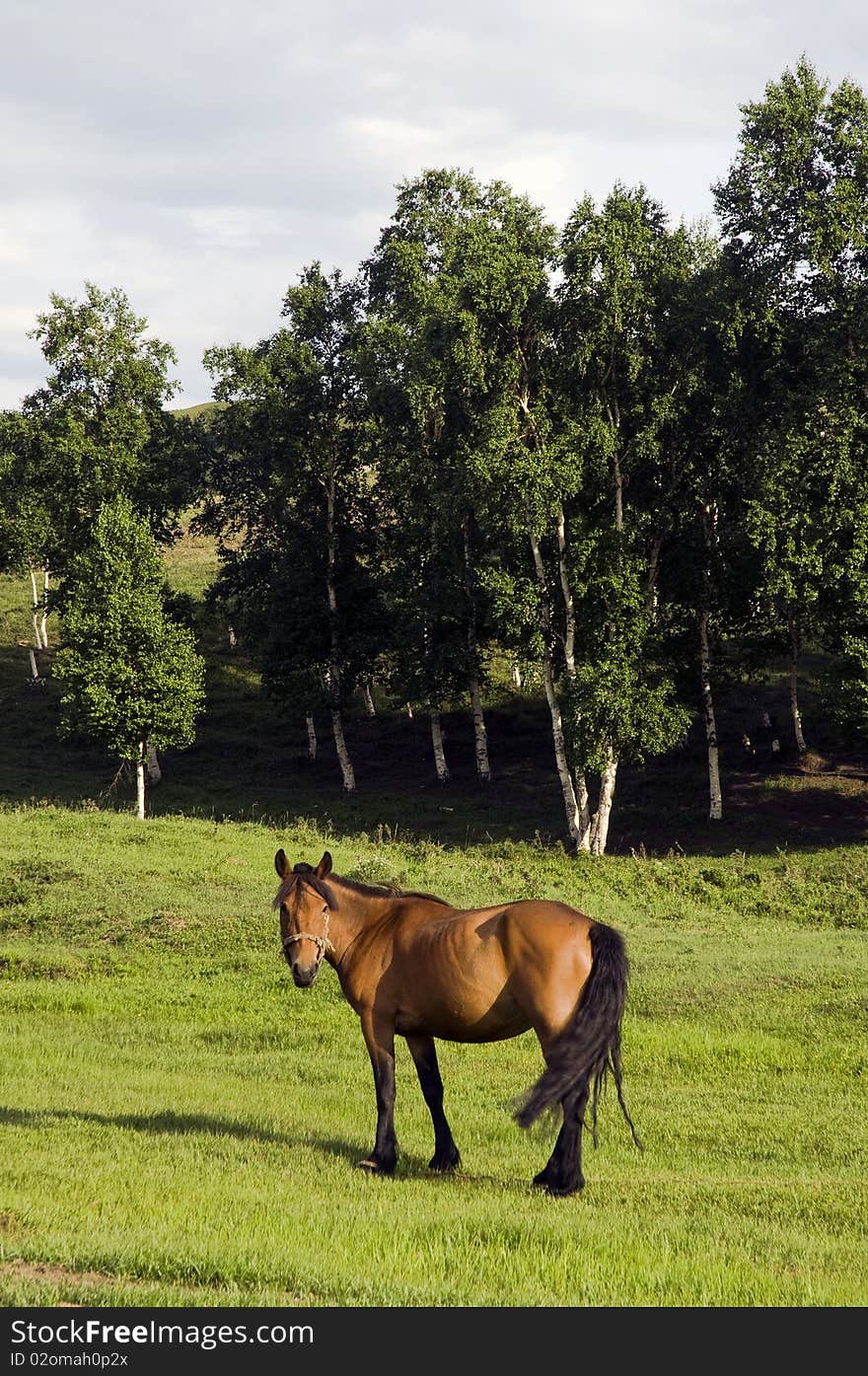 A horse in the pastures