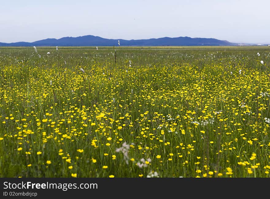 Beautiful summer landscape with Wildflower. Beautiful summer landscape with Wildflower