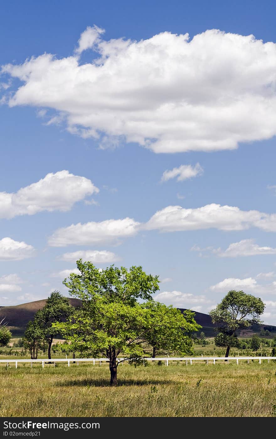 Trees in the grasslands