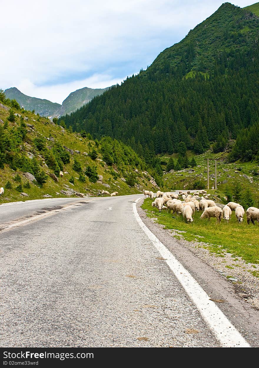 Mountain road with sheep along it. Mountain road with sheep along it