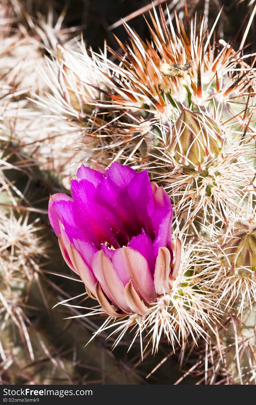 Hedgehog cactus blossoms blooming in the Sonoran Desert
