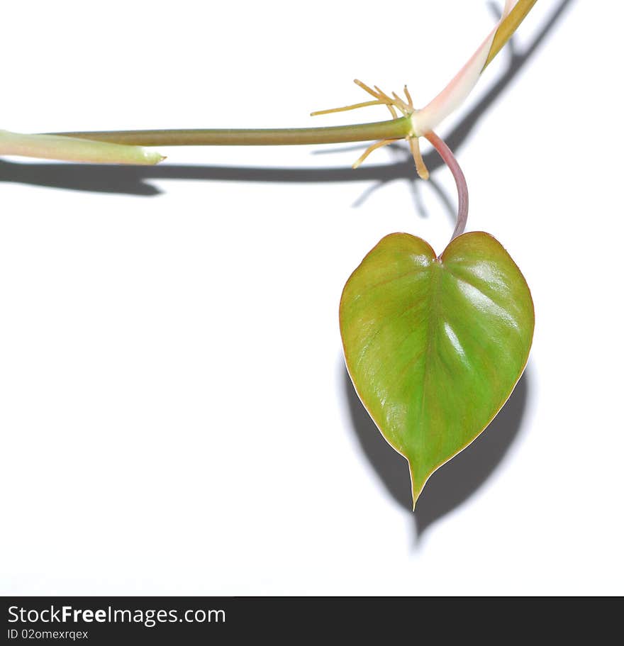 The leaf of the white background.