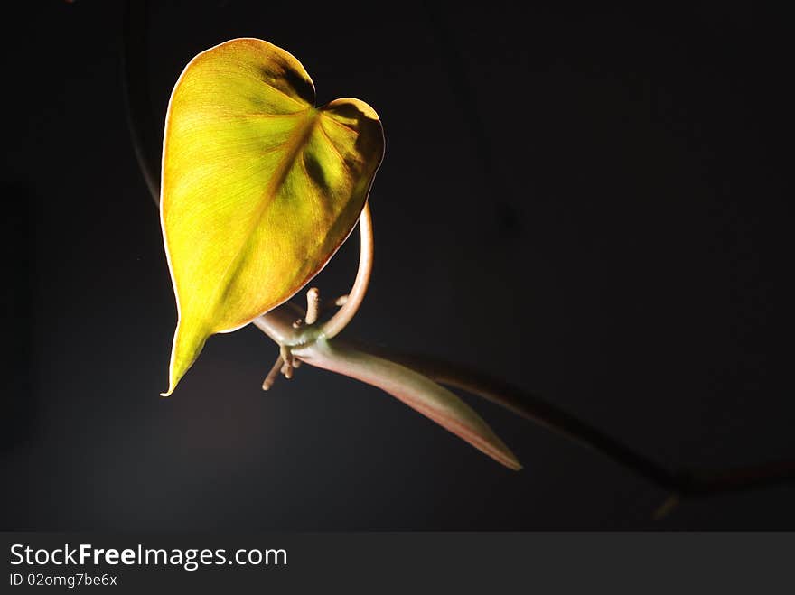 The leaf of the black background