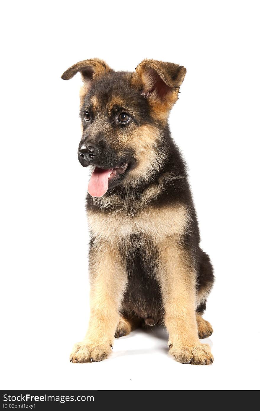 Puppy of german shepard dog portrait on white background