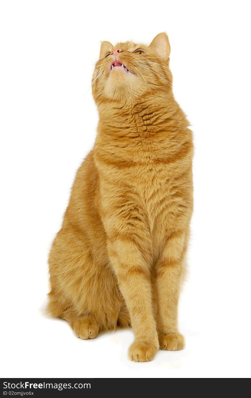 Red cat sitting on a white background