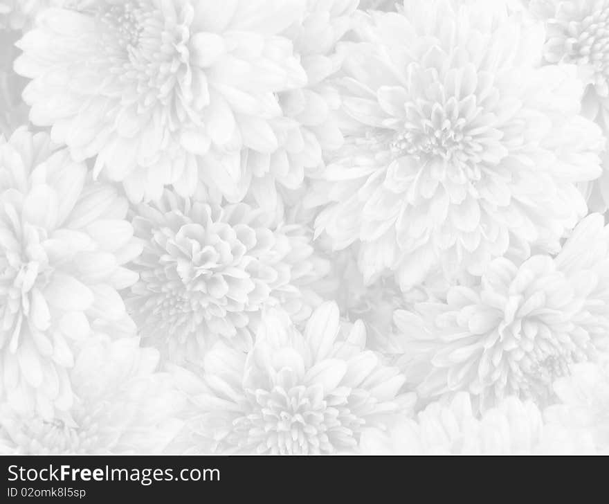 Closeup of  white flowers on white background