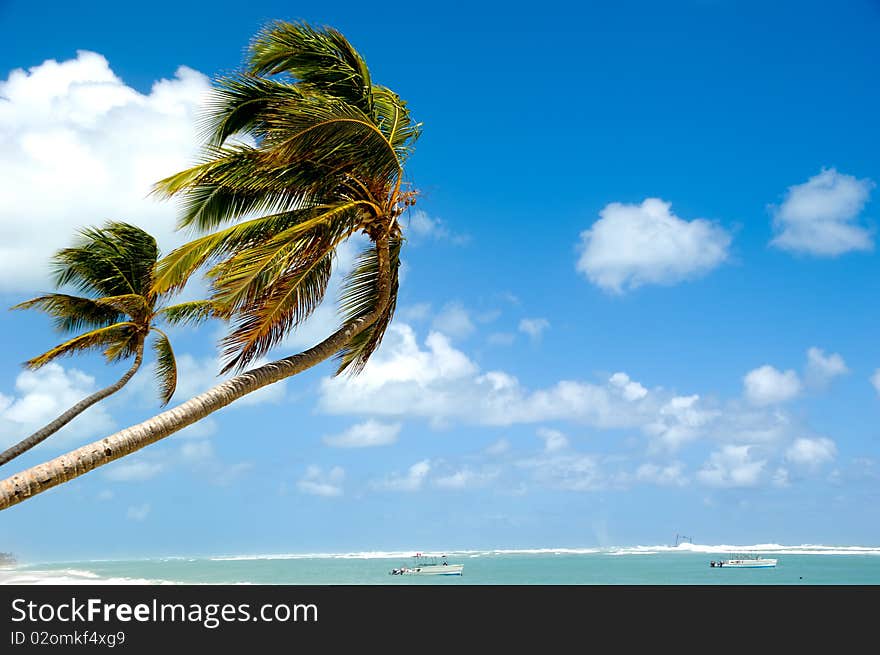 Palm hanging over exotic caribbean beach with the coast in the background. Palm hanging over exotic caribbean beach with the coast in the background.