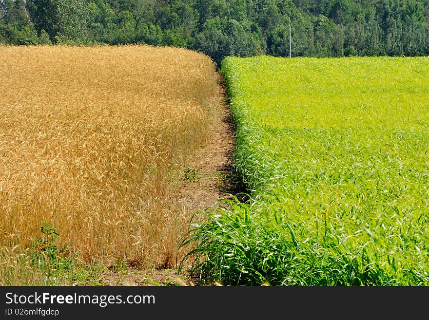 Rippening wheat and growing corn. Rippening wheat and growing corn