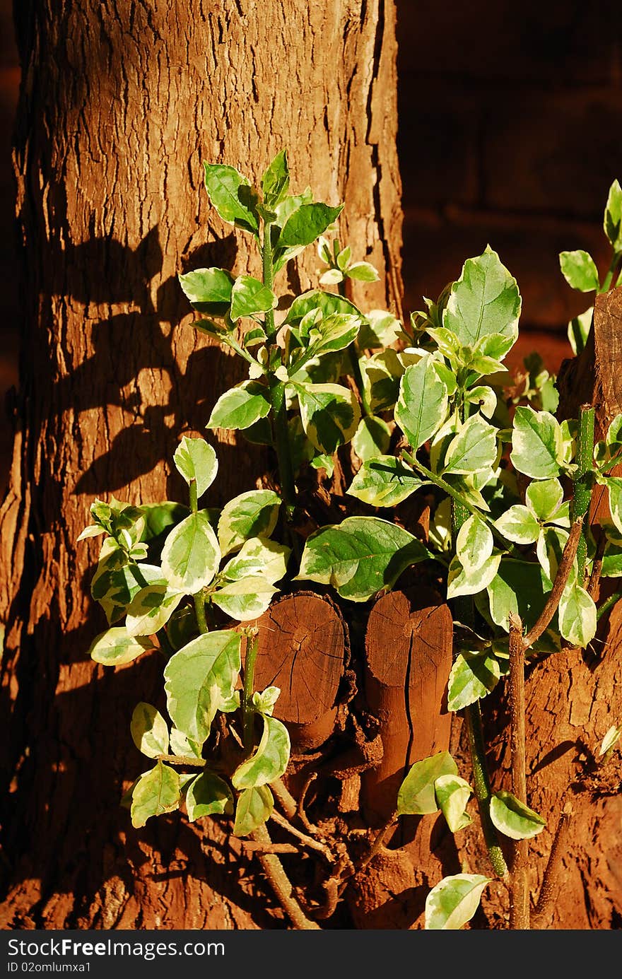 A tree sprouting in the late afternoon sun