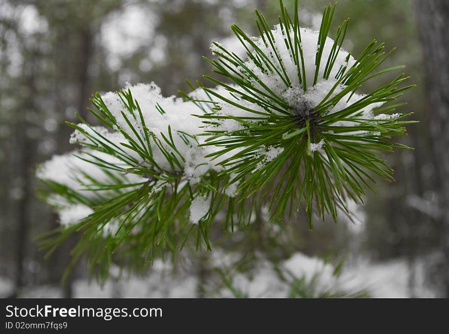 Pine needles under snow