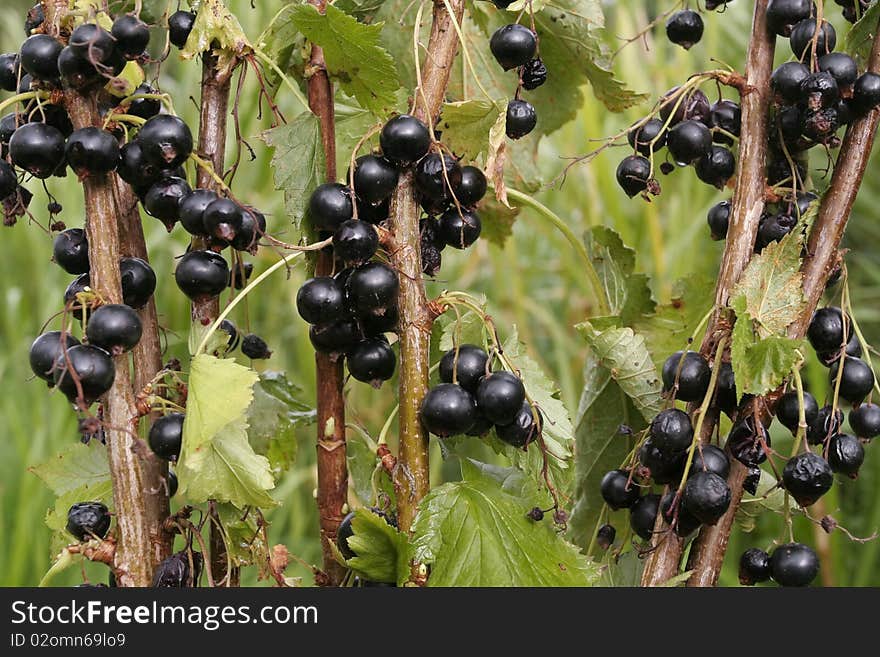 Black currants on branch in summertime