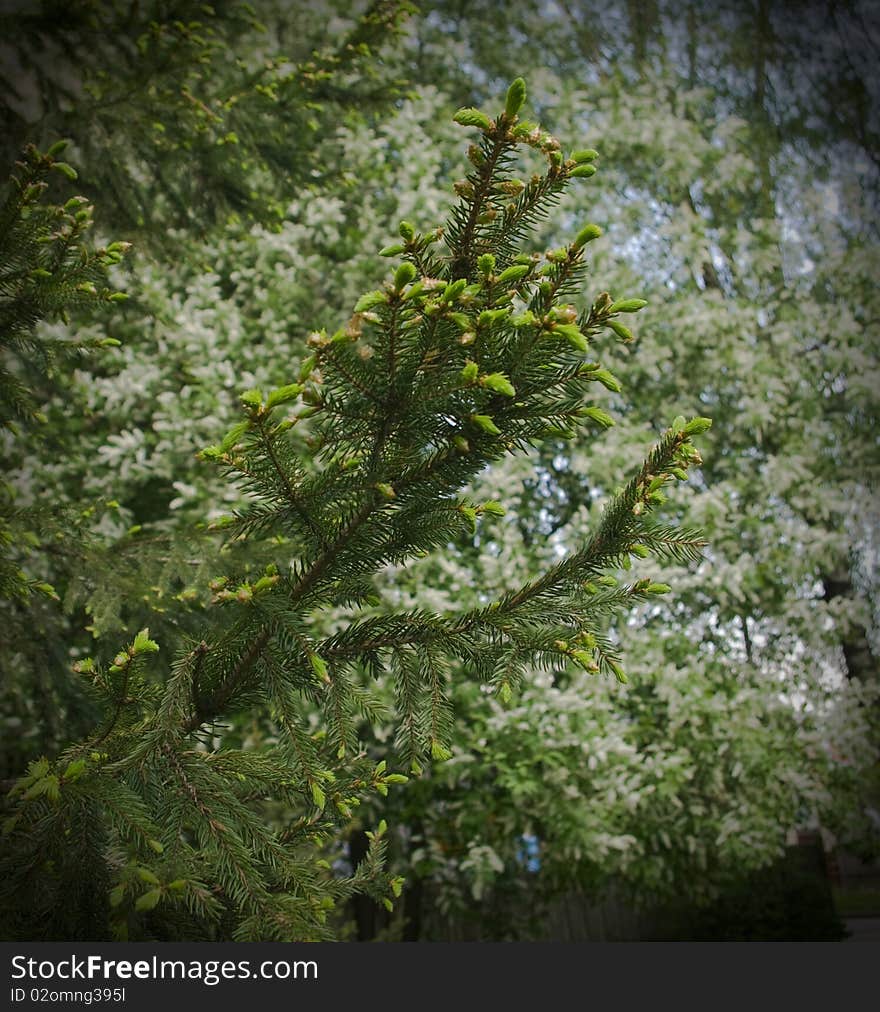 Blossoming Fur-tree