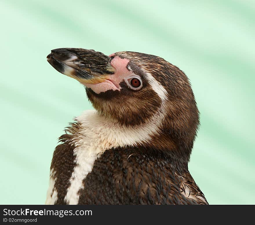 Portrait of a Humbolt Penguin