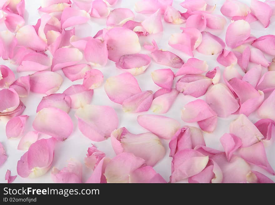 Petals of pink roses over white background