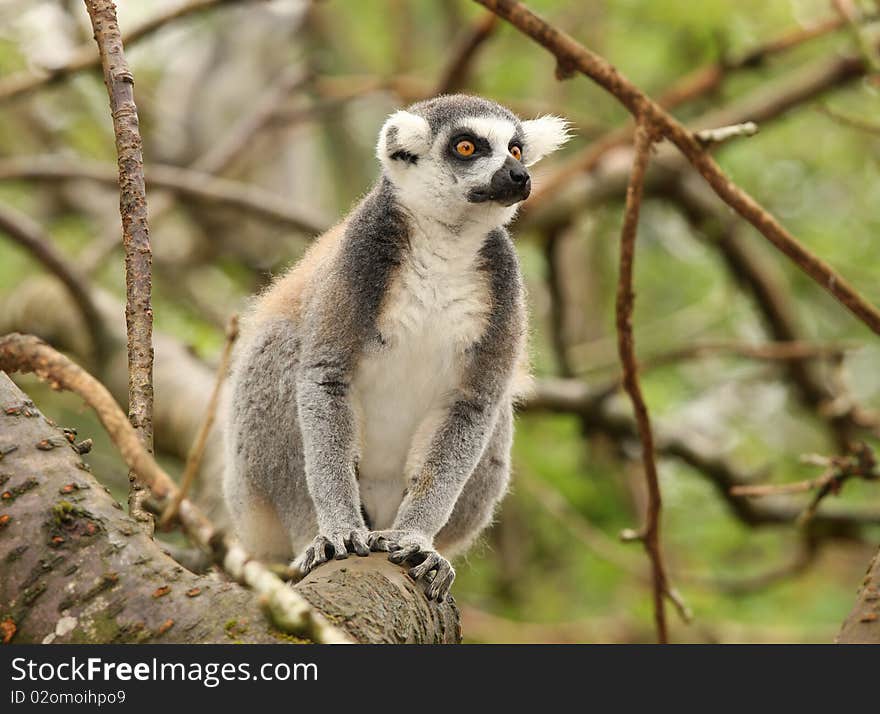 Ring Tailed Lemur