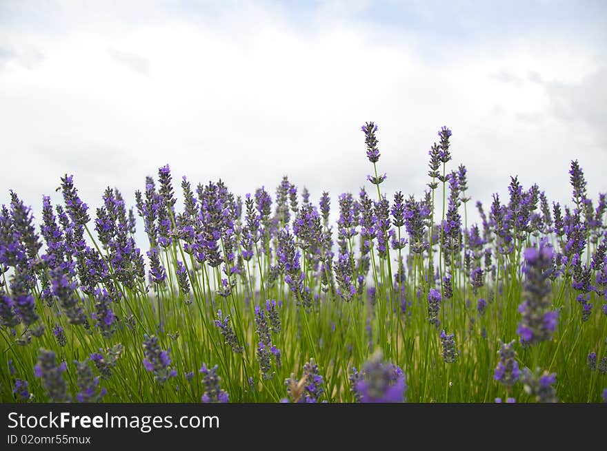 Field of aromatic lavender bushes growing wild. Field of aromatic lavender bushes growing wild