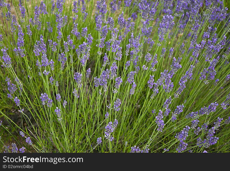 Field of aromatic lavender bushes growing wild. Field of aromatic lavender bushes growing wild