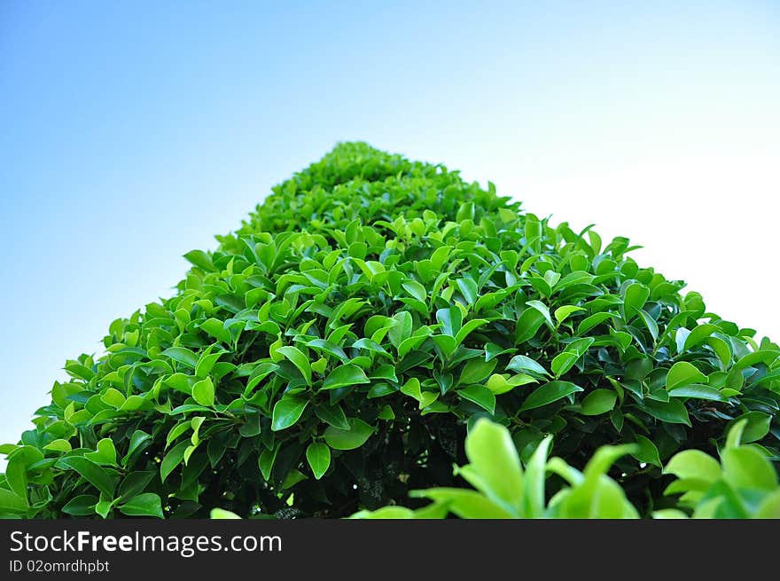 The green tree and blue sky. The green tree and blue sky