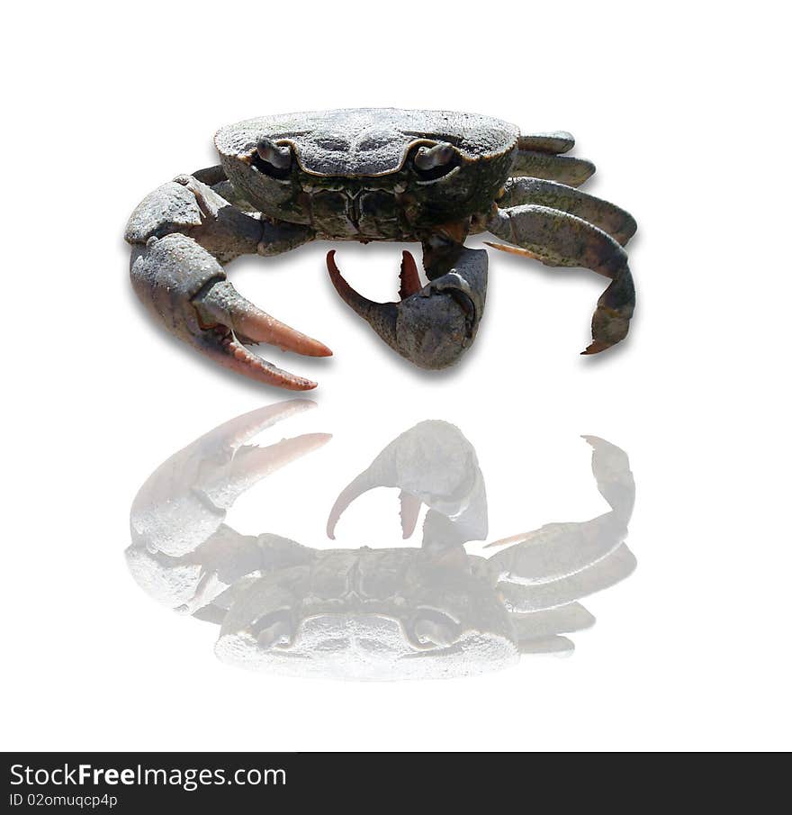 River crab over white background