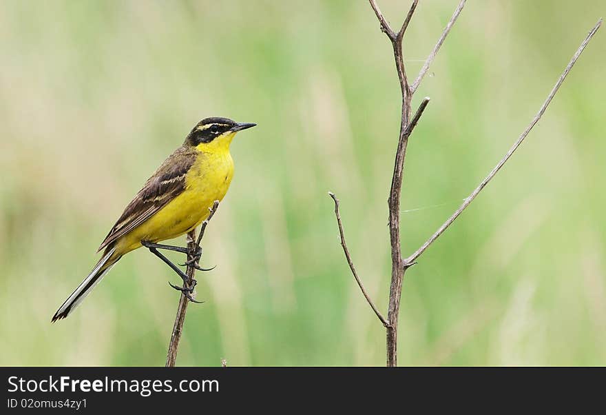 Yellow Wagtail