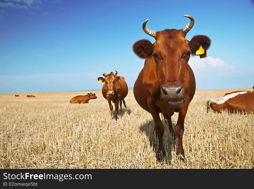 Cows on pasture in beautiful landscape