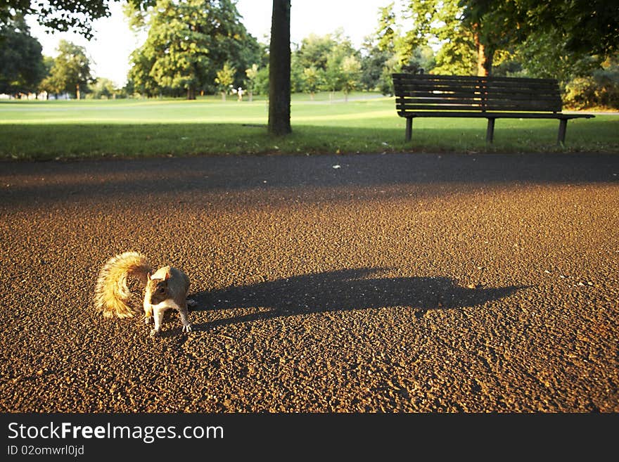 Veverka Liitle Squirrel With Long Shadow