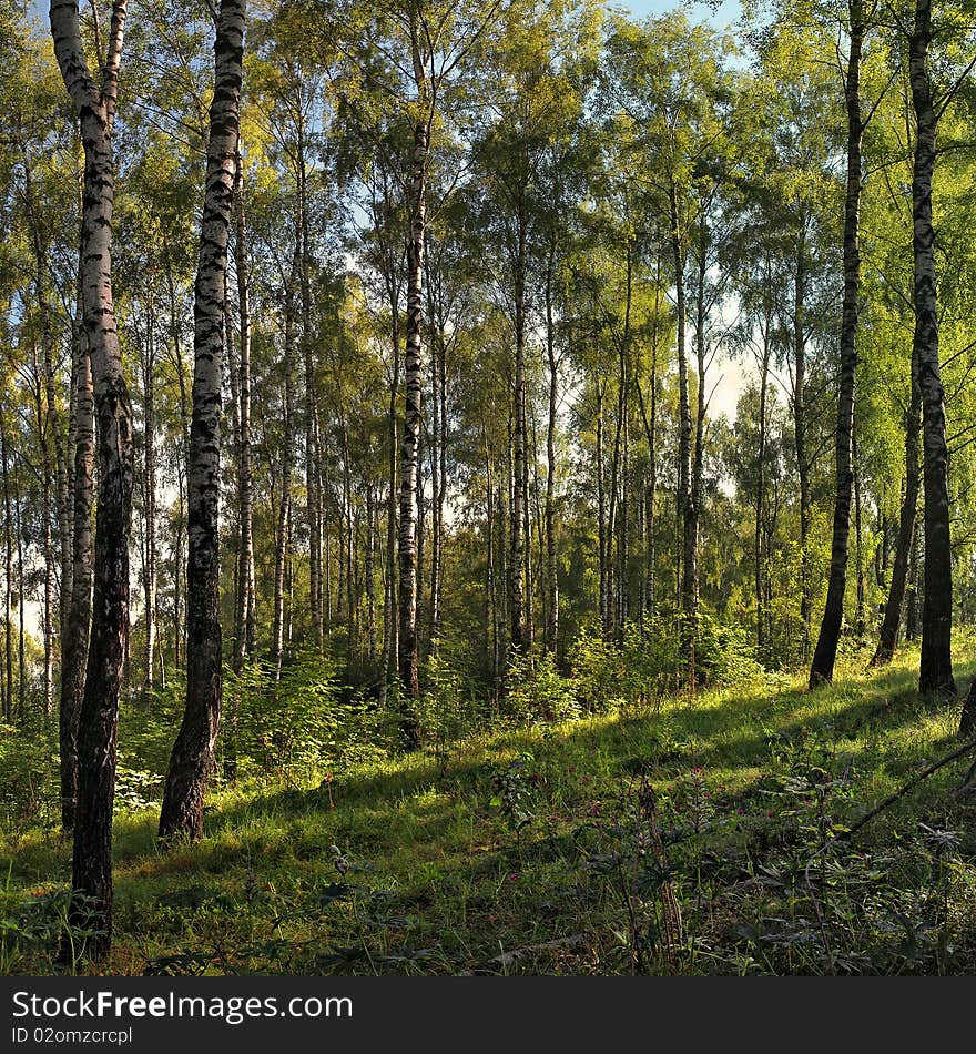 The birch grovein summer. Woodland. The birch grovein summer. Woodland.