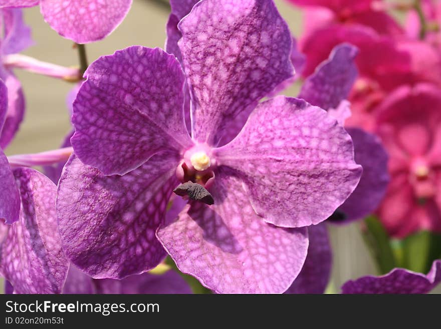 Purple colored Orchid