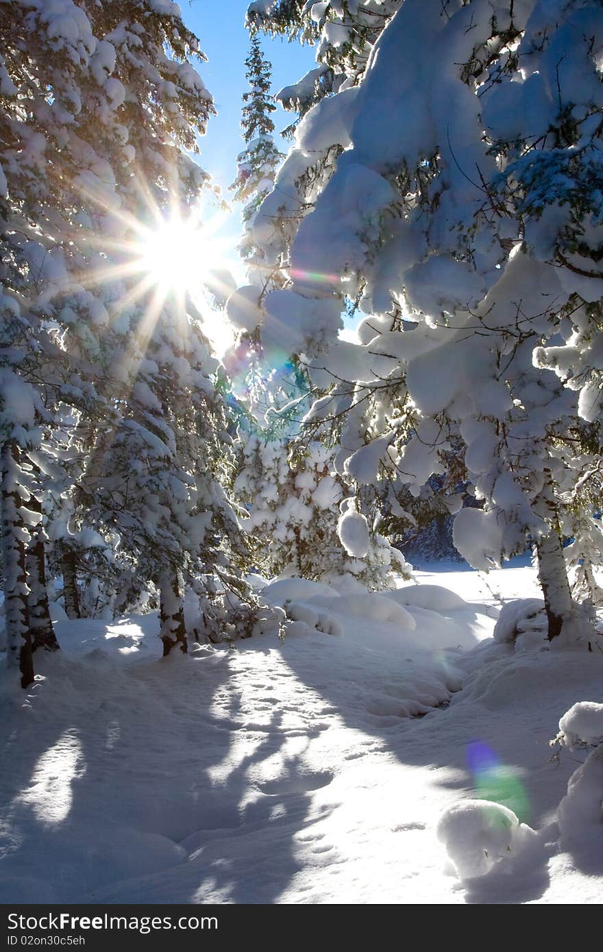 Winter tree in winter in snow daytime