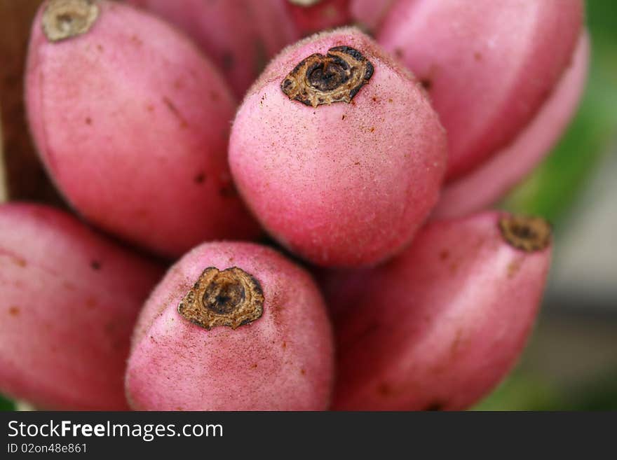 A picture of rare tropical pink banana. A picture of rare tropical pink banana.