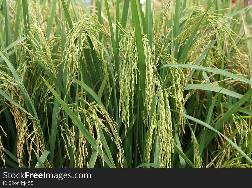 A close-up picture of rice or paddy plants.