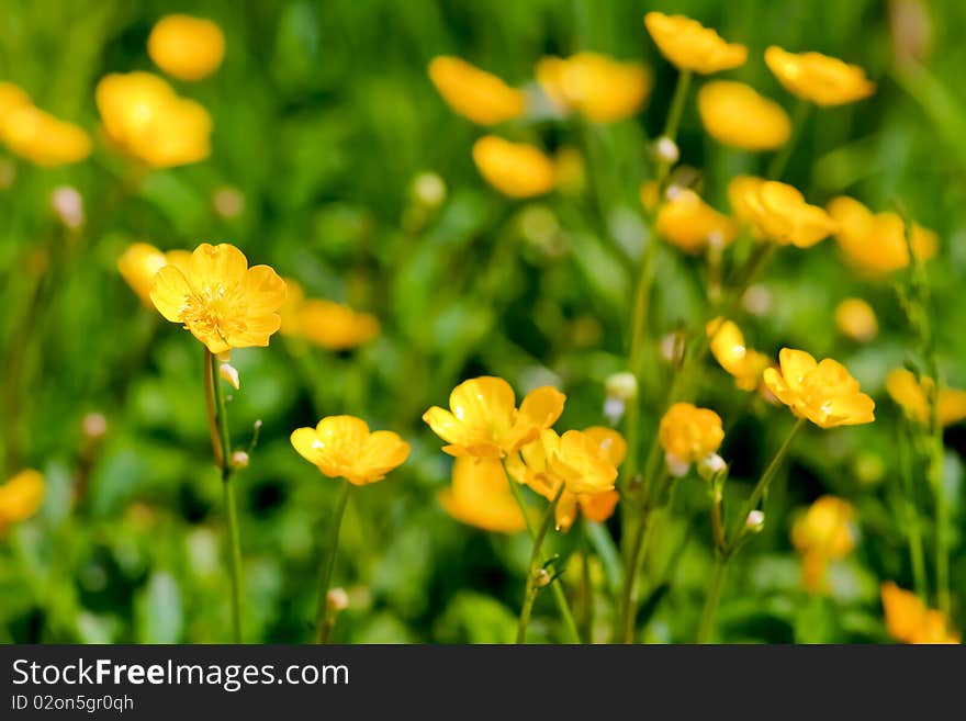 A close up of flowering bright yellow buttercups. A close up of flowering bright yellow buttercups.