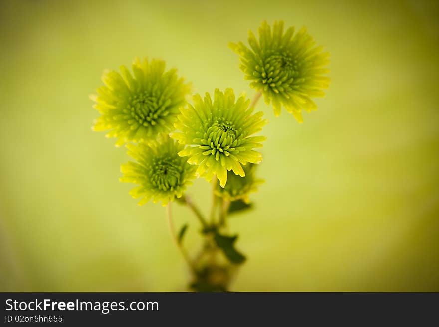 Green Chrysanthemum Flowers with Vignetting