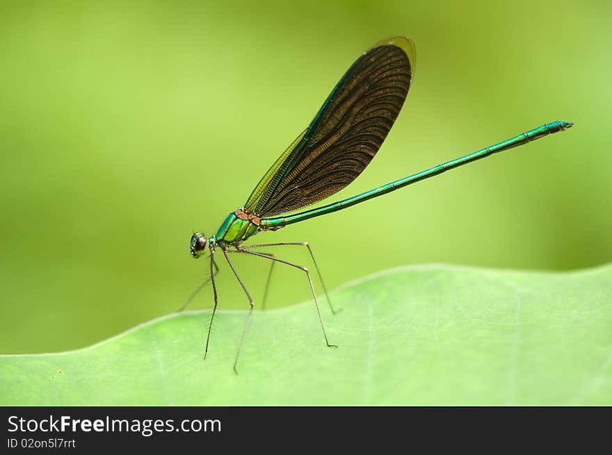 Beautiful dragonfly on green leaf