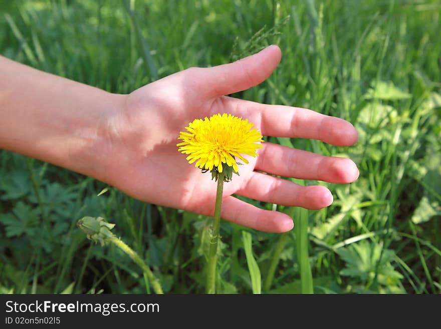 Female hand with dandelion