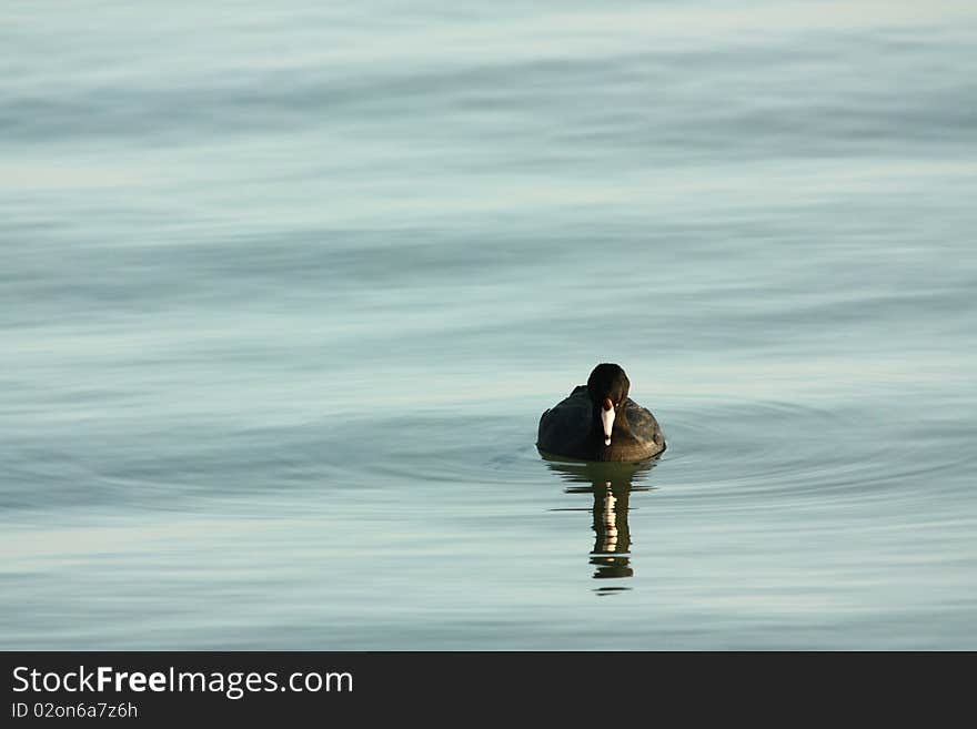 American coot